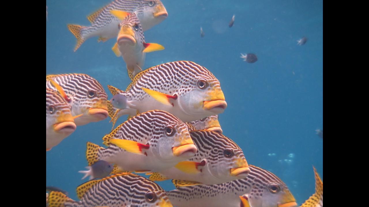 Great Barrier Reef Australia Video 2