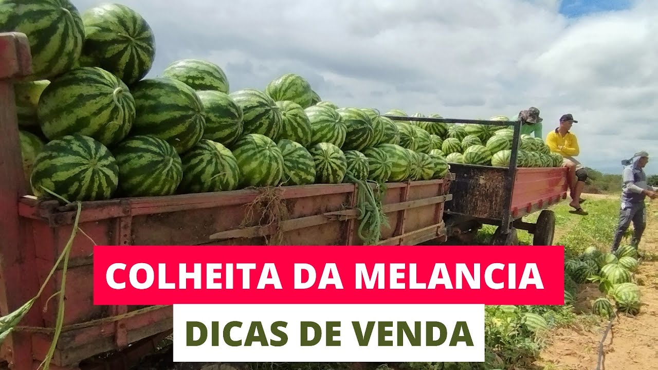 COMO É A COLHEITA DA MELANCIA ?