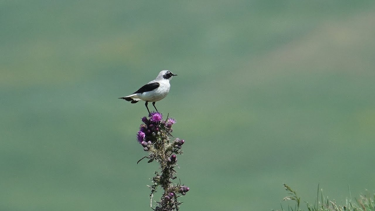 Birds of Auvergne , Massif Central, France 2019/2020