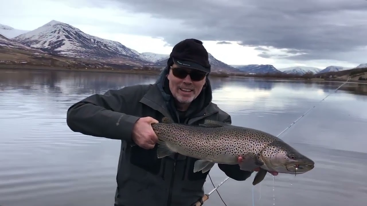 Sea trout on fly - Iceland 2022