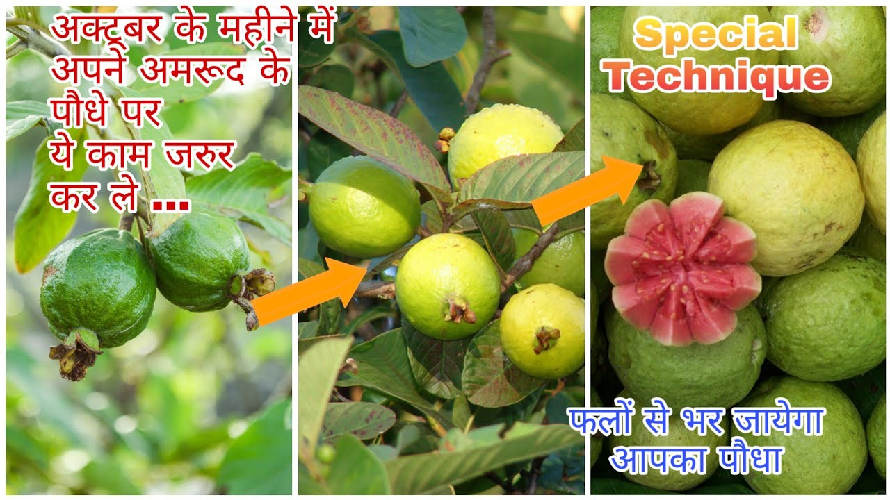 अक्टूबर महीने में अपने अमरूद के पौधे पे ये काम जरुर कर ले। Budget Gardening | (Hindi)