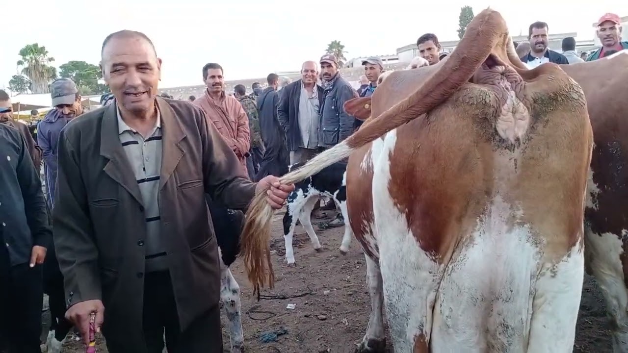 ݣاري ݣاري من سبت سطات عندو لمليح