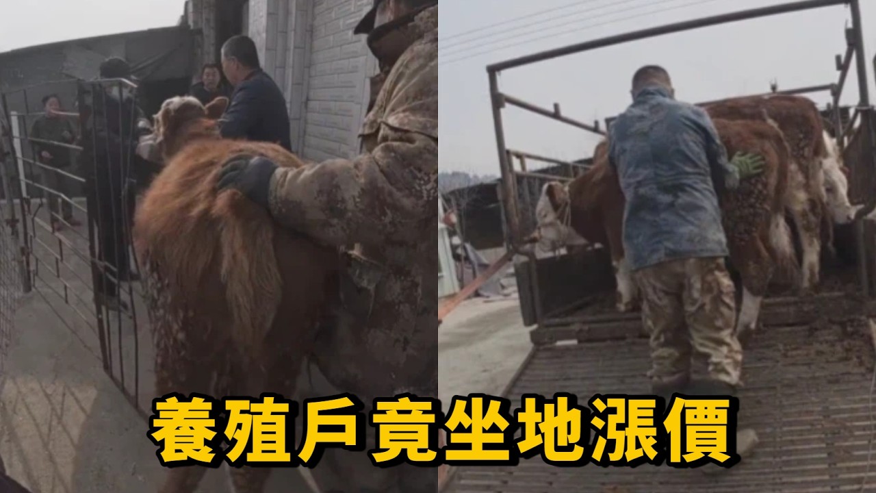 雙雙去鄉下拉牛，養殖戶竟坐地漲價，裝牛之路坎坷，大家看牛值嗎？ #創業 #farming #cow #生活 #日常 #養殖 #創業 #farming #cow #生活 #日常 #養殖