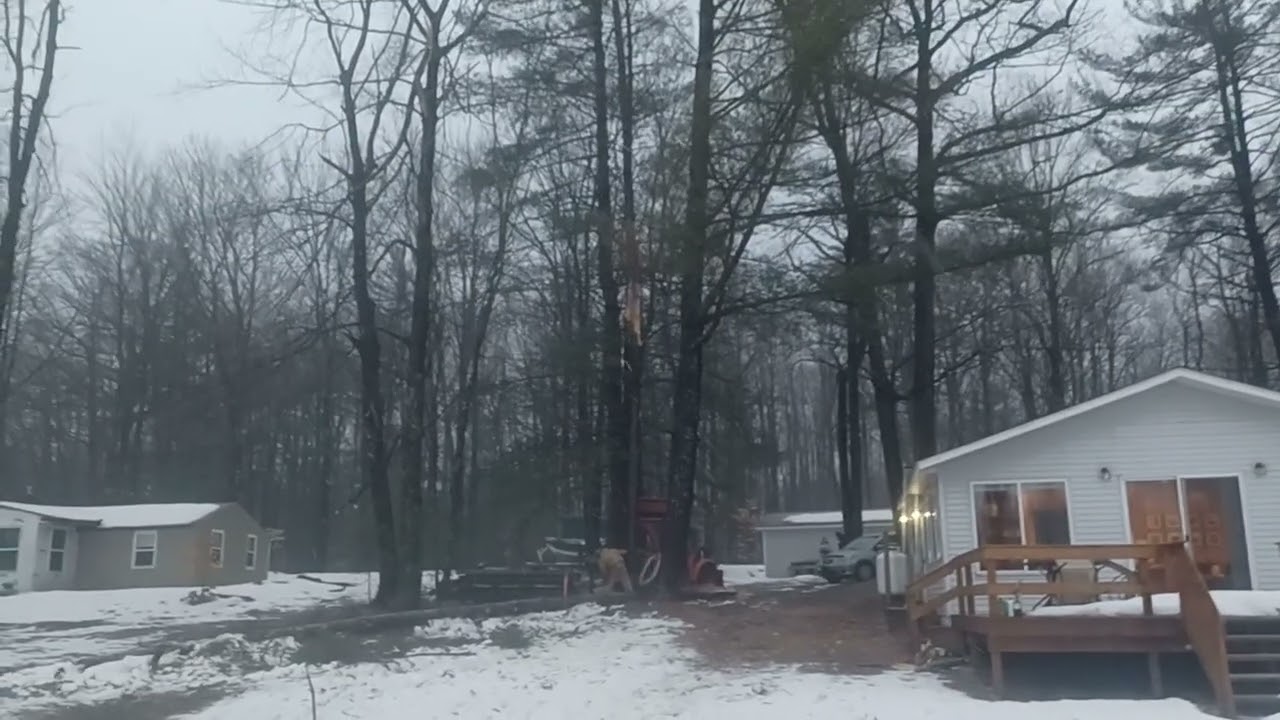 Emergency Takedown Of A Codom White Pine That Lost A Leader
