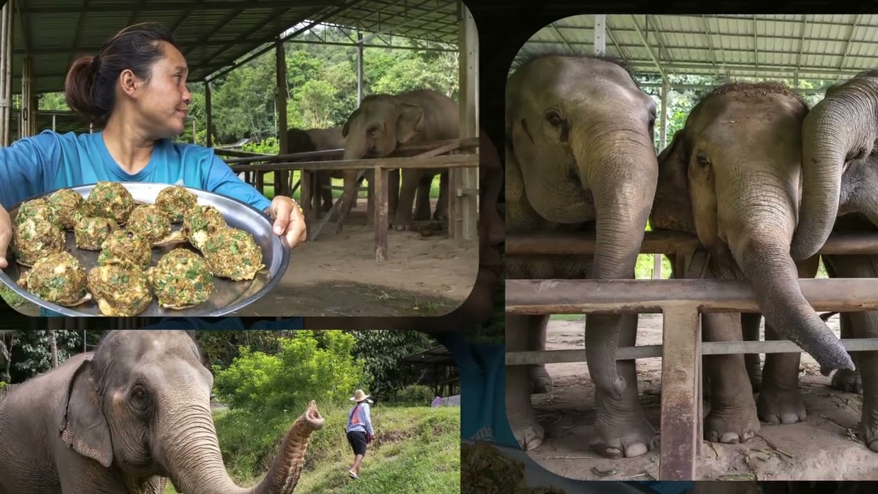 Elephant Nature Park   Chiang Mai   Thailand   2025