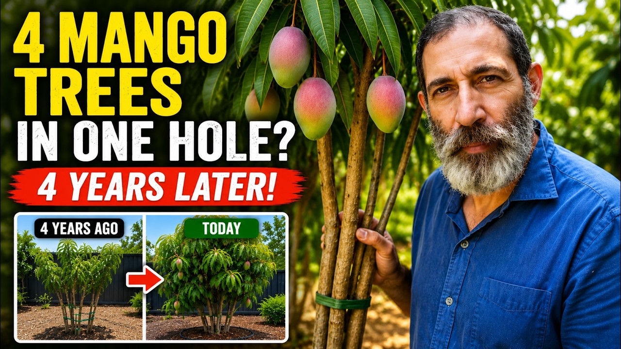 300 Fruit Trees on Just ½ Acre – Miami Urban Food Forest Update