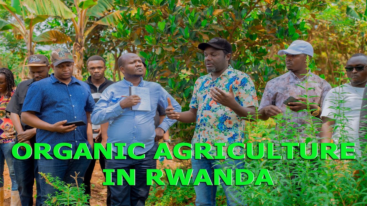 UBUHINZI  BW'UMWIMERERE MU RWANDA BUKORWA BUTE? NTUCIKWE