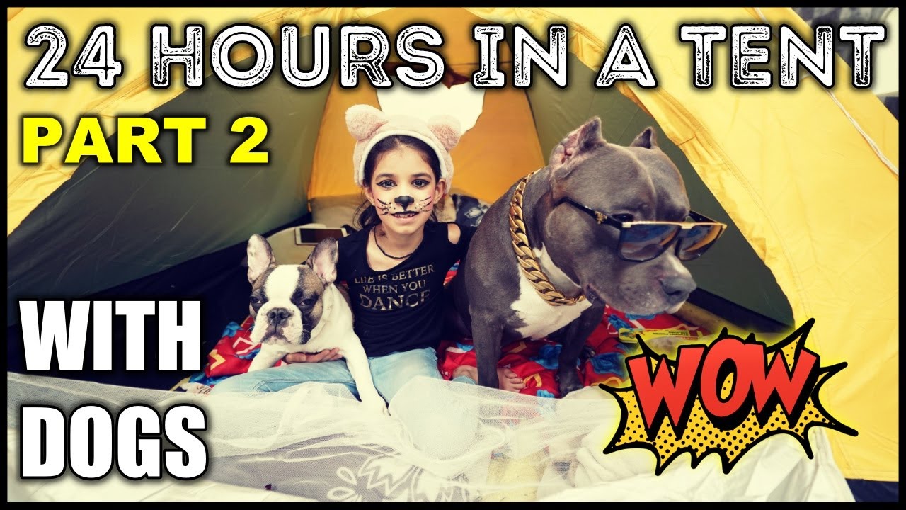 24 Hours in a TENT *CHALLENGE* with Dogs | PART 2 | Harpreet SDC