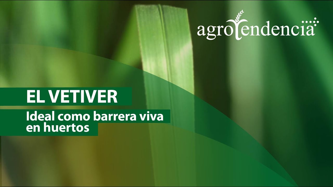 EL VETIVER | Cultivo clave para la bioconservación de suelos y aguas
