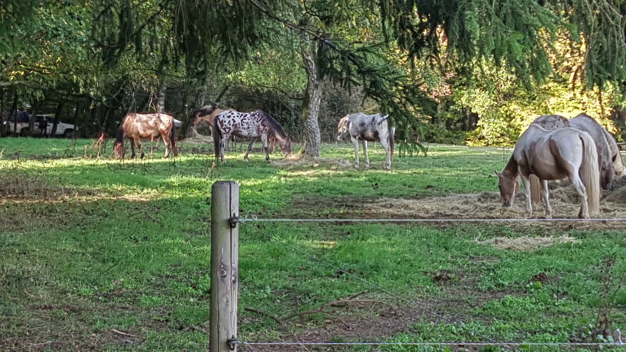 Horse-Workshop PFERDEMENSCH im Goldenen Oktober 2018