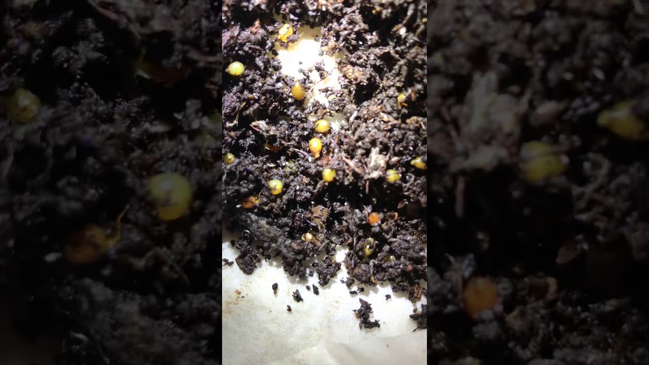 Cocoon nursery- wisp close-up