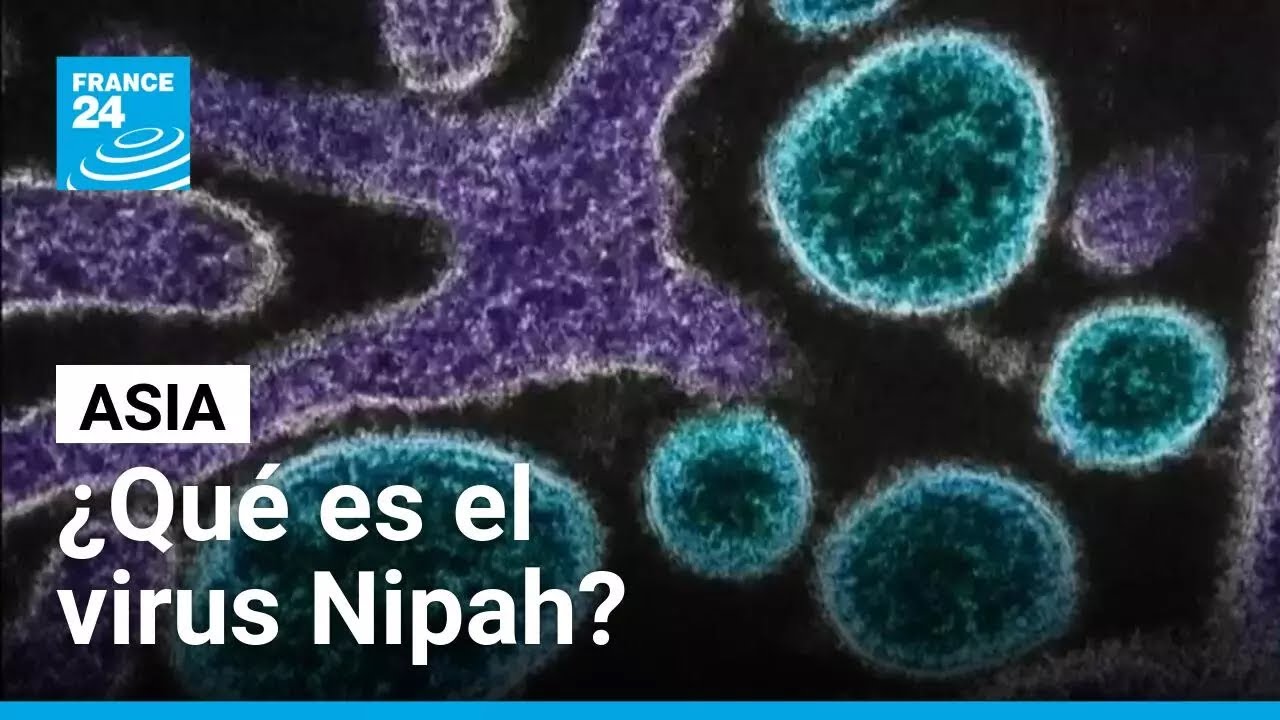 Alerta en Asia por virus Nipah: ¿Qué es y por qué preocupa? • FRANCE 24 Español