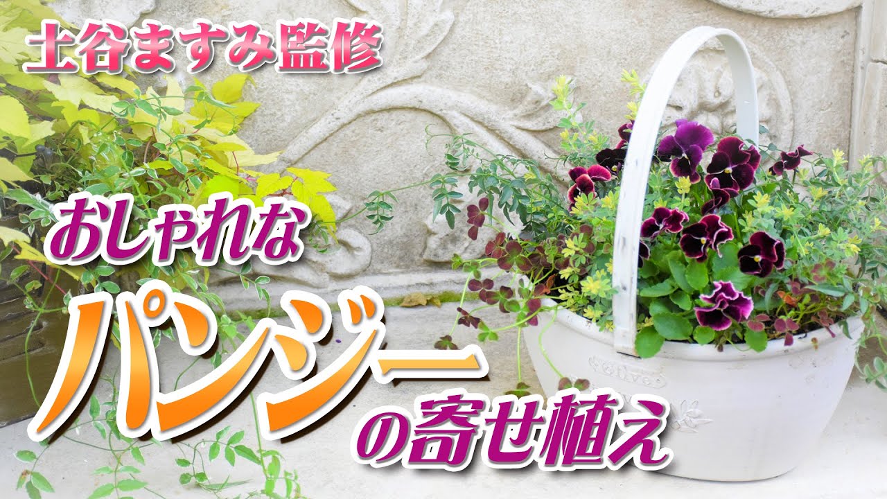 【 おしゃれなパンジーの寄せ植え 】けいすけが植物をセレクト！