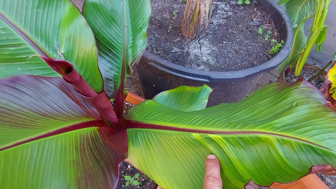 Banany variegata u mnie w kolekcji
