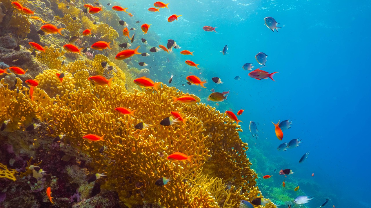 Подводный мир Красного моря 4K | Коралловый риф и его обитатели — Эпизод 4