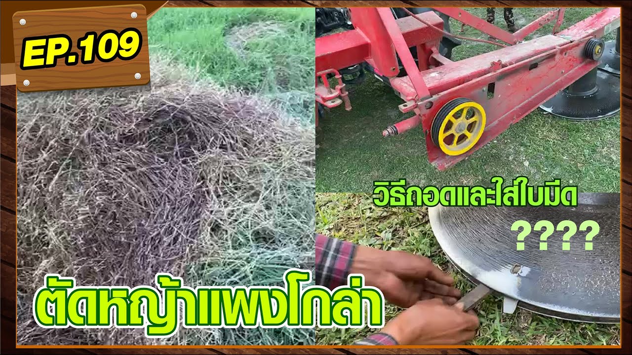EP.109 : ตัดหญ้าแพงโกล่า  #วัวบราห์มัน #หญ้าแพงโกล่า