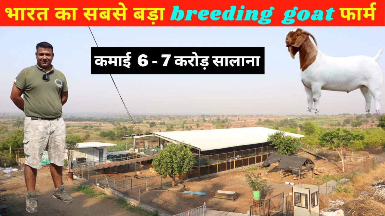 36 साल का युवा बकरी पालन से कमा रहा करोड़ो     @@@IFT