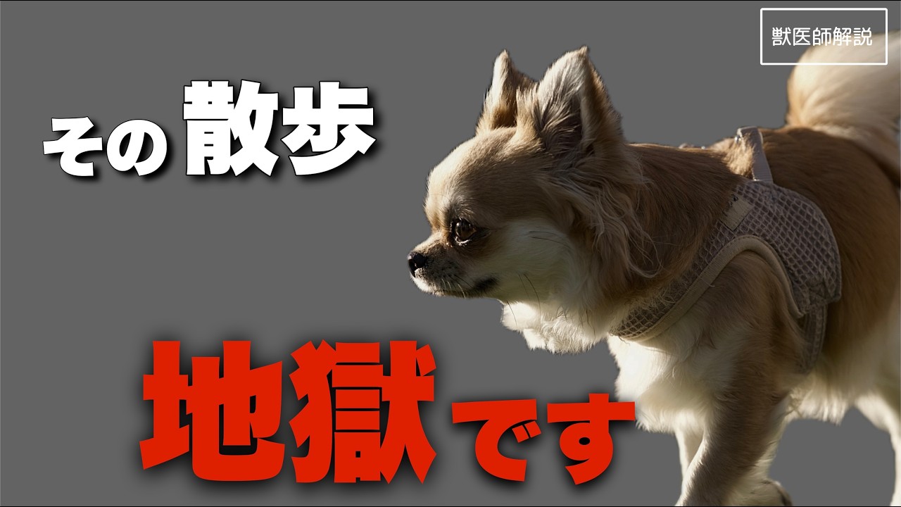 間違った散歩が犬の寿命を縮めます【獣医師解説】