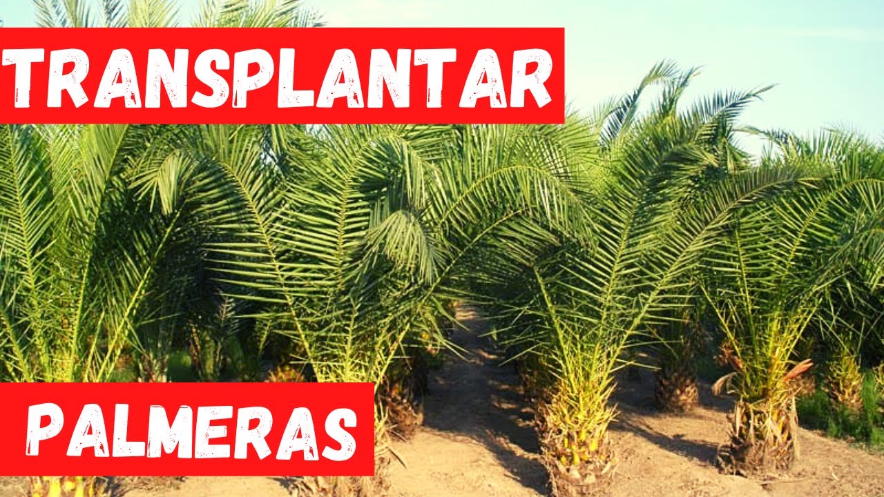 COMO TRANSPLANTAR una PALMERA. MÉTODO ASEGURADO