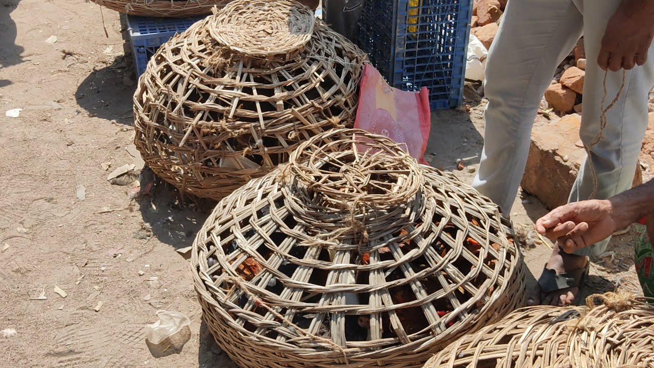 Shocking prices | Birds Roosters Animals Market in Hyderabad