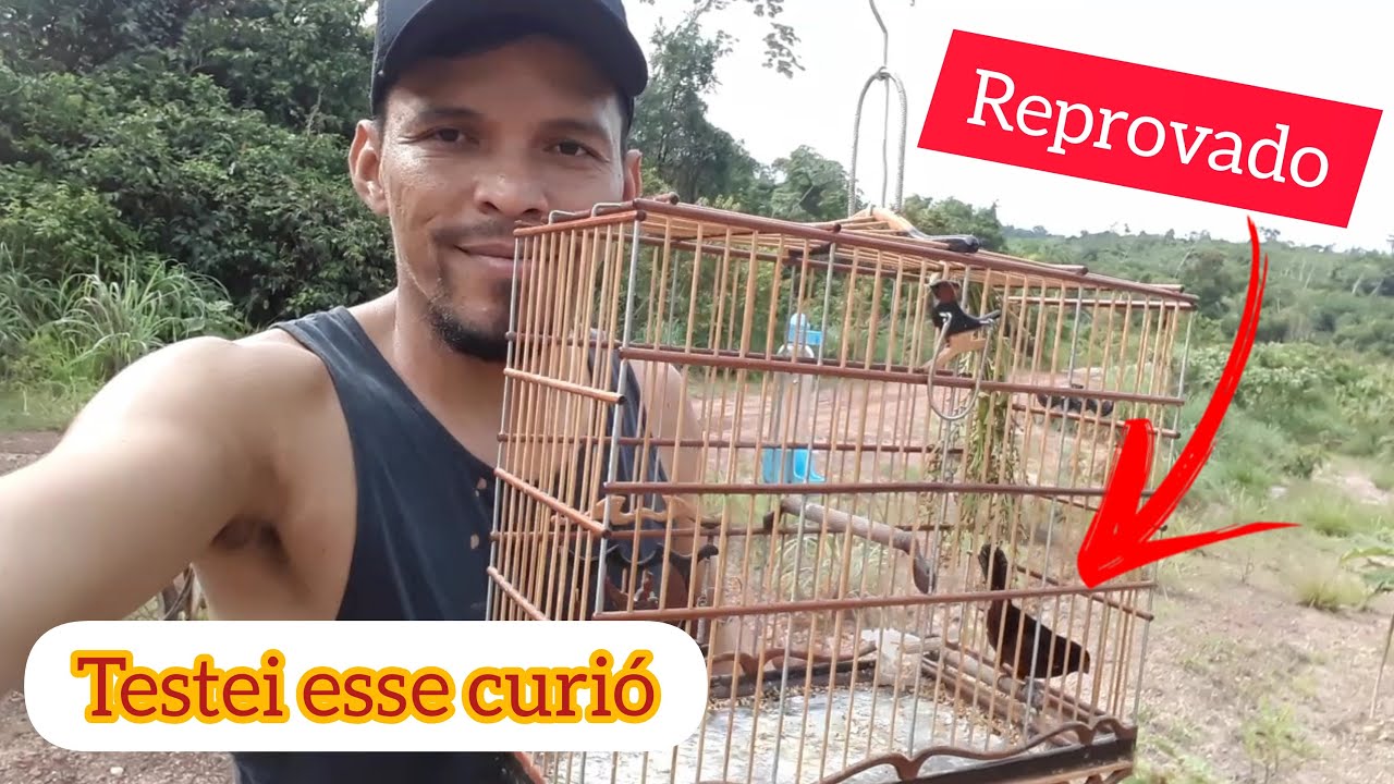 Curió Magnânimo falhou / O teste foi um fracasso / Muda de bico terrível