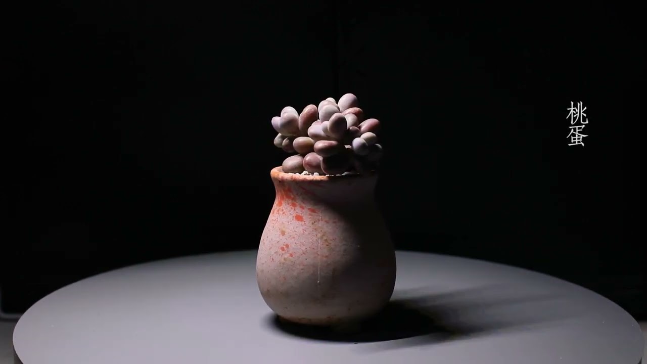 Succulents Meditation - Cute Succulents in Cute Pots  多肉冥想曲 I 当多肉遇到盆器