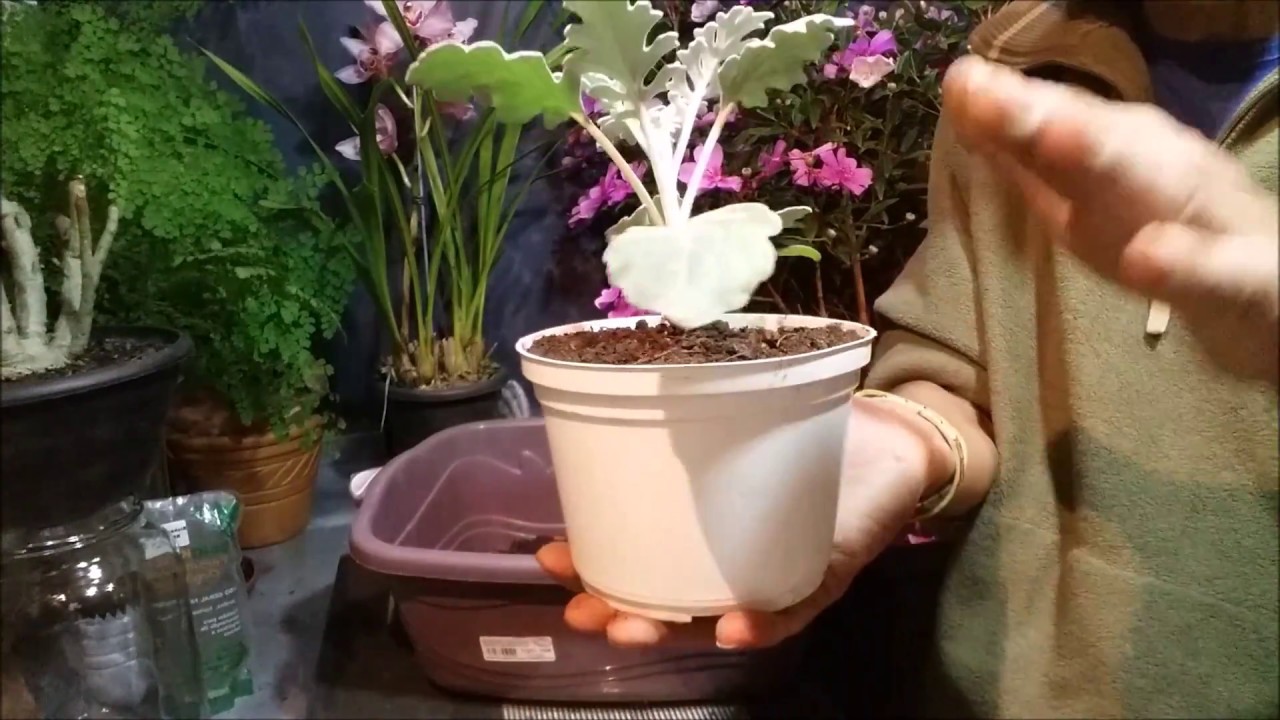 CINERÁRIA ( Senecio douglasii), COMO É? COMO PLANTAR? ONDE CULTIVAR?