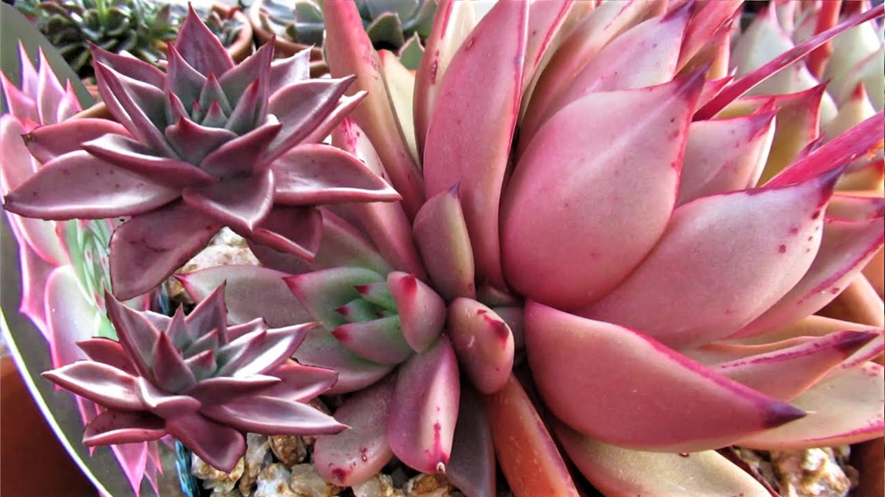 COLLECTING ECHEVERIA ROMEO SEEDS | GSwLK