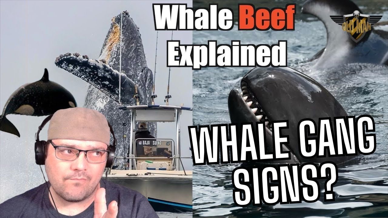 The Science Behind the Gang Wars of Whales from Casual Geographic! - Reaction