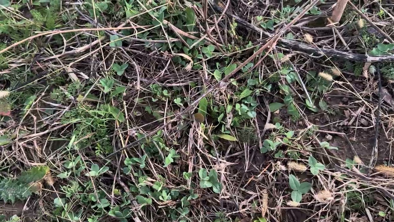 Building soil with unrolling hay and bale grazing with cattle and sheep