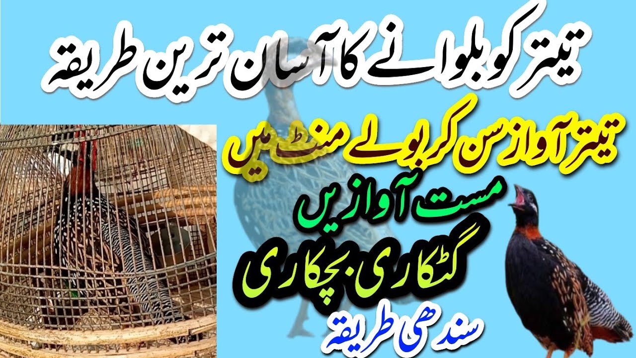 kala teetar masti ki awaz | kala teetar masti voice | kala teetar ki mast awaz تیتر گٹکاری بچکاری