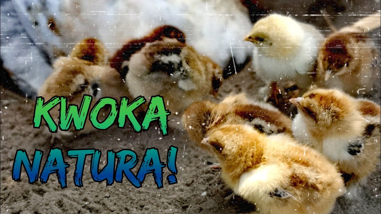 Hodowla Kur - Kwoka! | Co robić? | Tu rządzi NATURA! 🐔🐥🥚