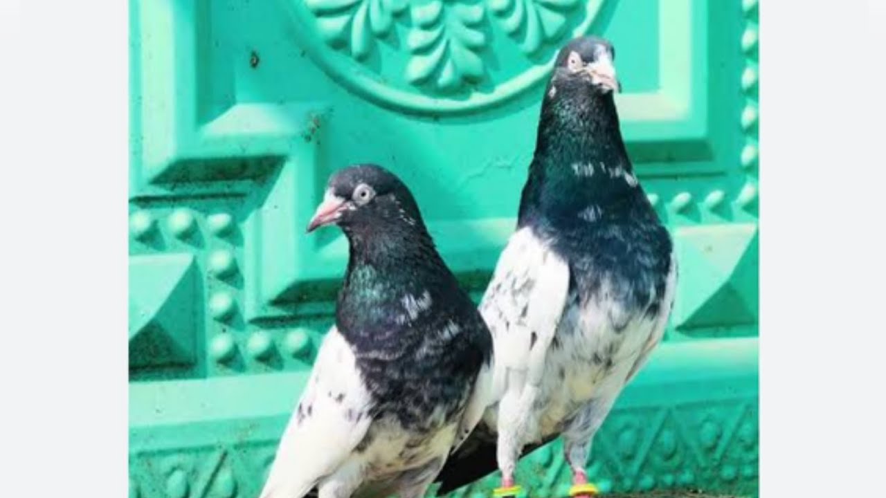 Peigons for sale/teddy jora/batera jora/chat wala jora/contact on whatsapp number in bio