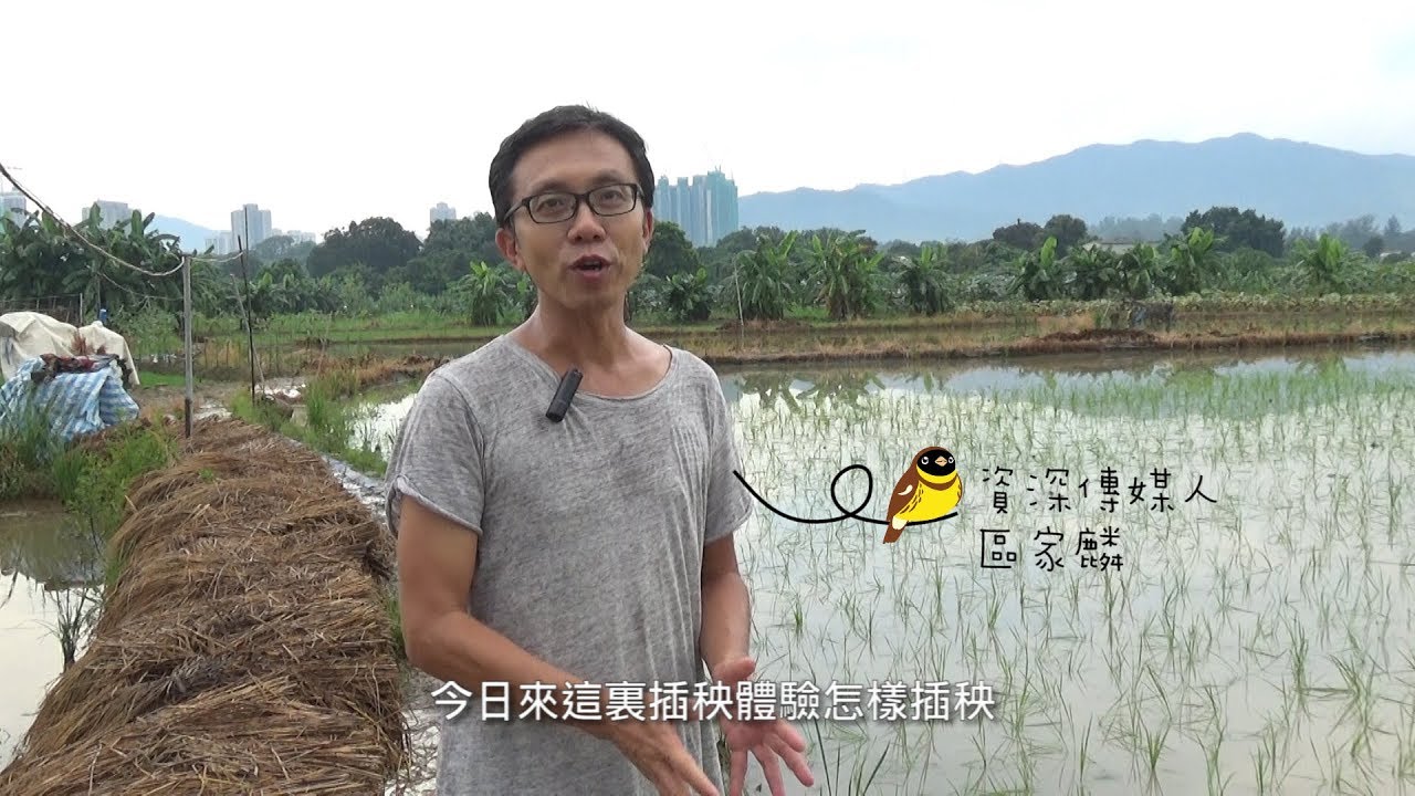 資深傳媒人區家麟 來插秧支持保育禾花雀