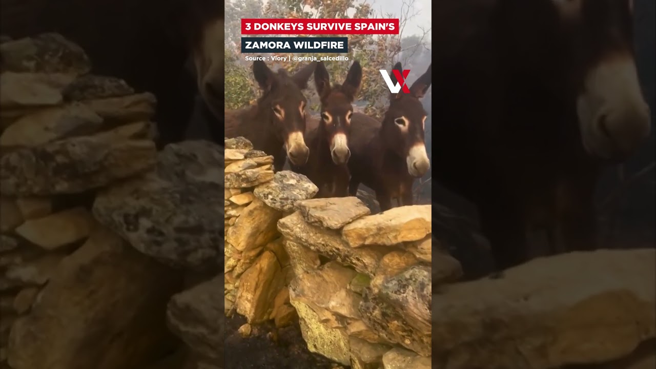 Everything Burned... But They Survived | Farmer Finds 3 Donkeys Alive After Spain Wildfire | VERTEX