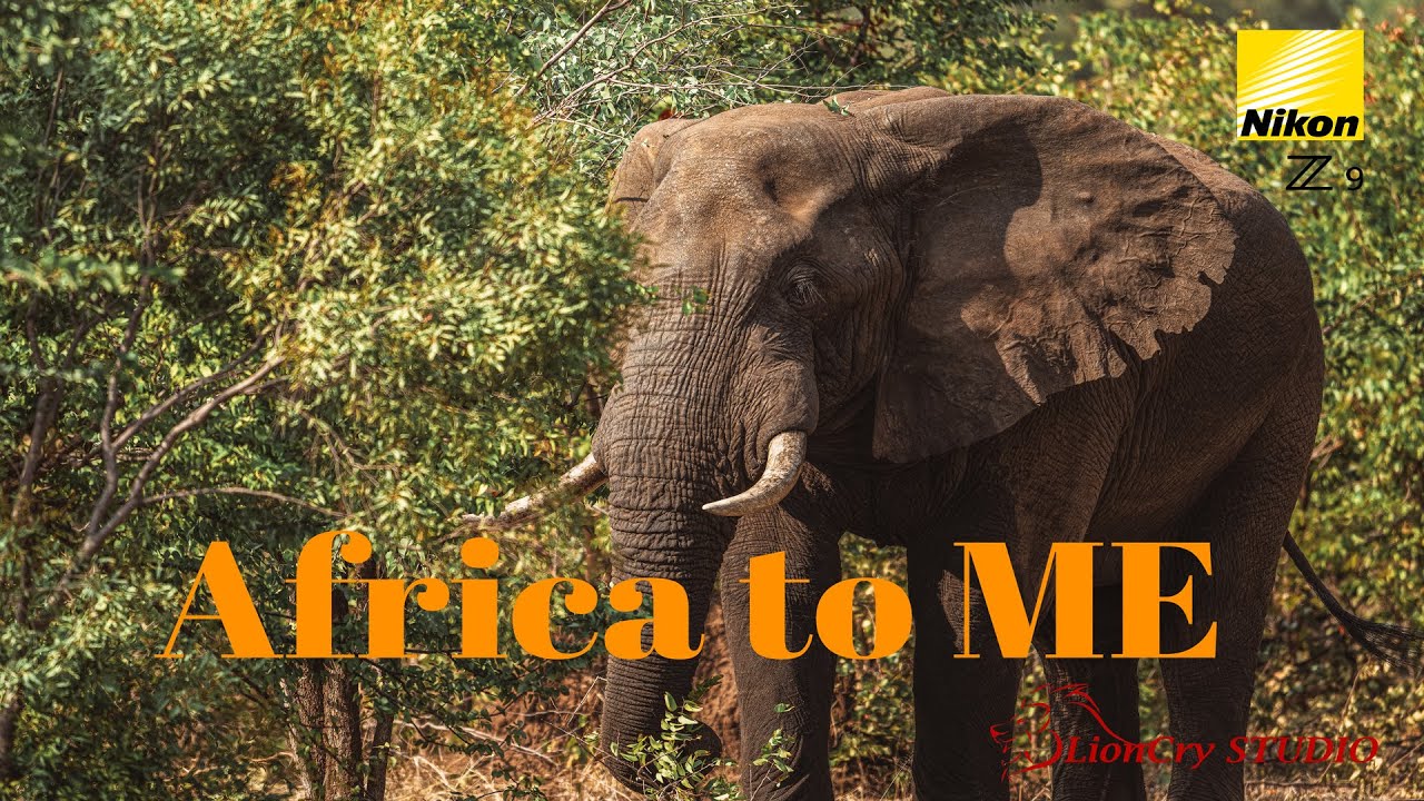 Africa to ME 2024 | South Africa | Zambia | Nikon z9| 180-600mm | 70-200mm