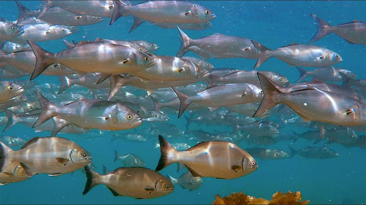 Where is the best place to snorkel in Perth Western Australia? Right here !