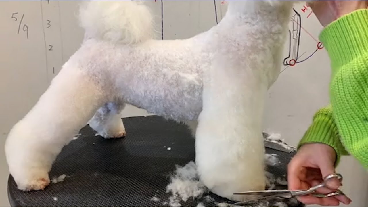White Poodle Puppy Body Grooming | Puppy Grooming | Dog Grooming