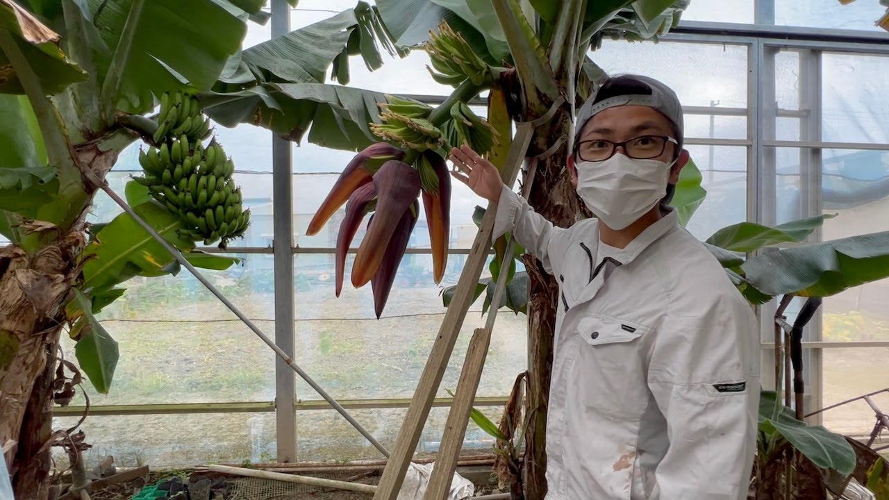 Amazing banana cultivation techniques that no one knows about.
