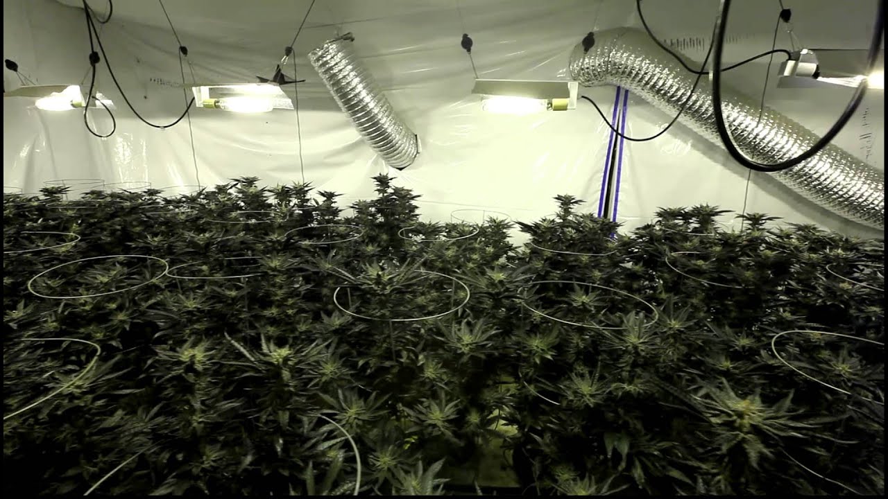 UW Purple Marijuana Day 49