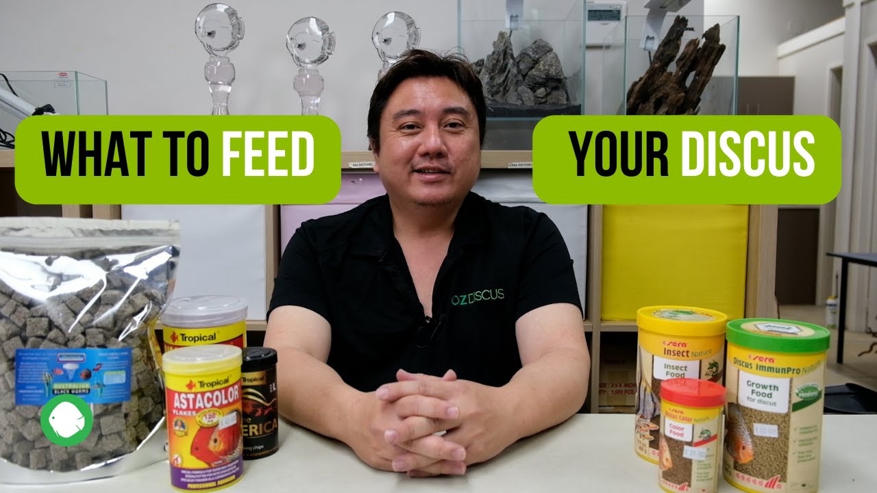 What to feed your Discus | Sera, Tropical, Freeze Dried Blackworms & FAQs