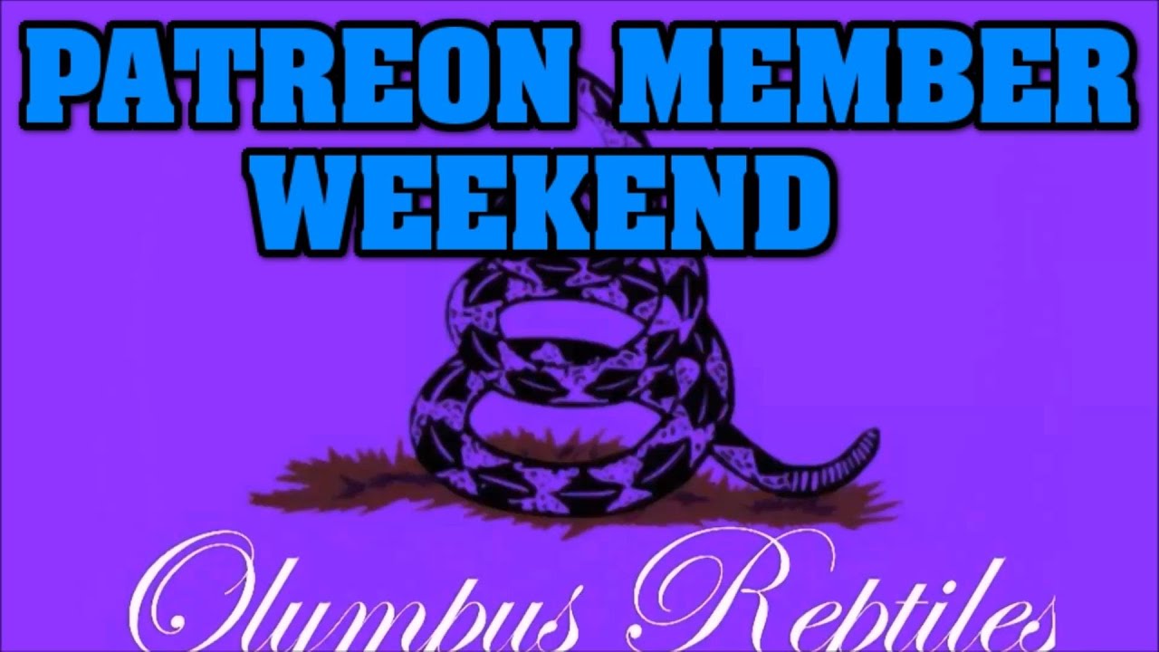 What does a patreon member think of our REPTILE SHOP??
