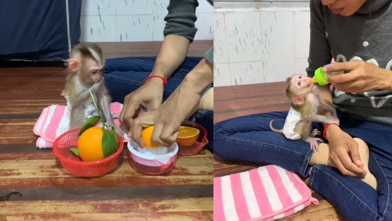 Baby Monkey Tries Fresh Orange Juice 🍊 | Cute Feeding Time