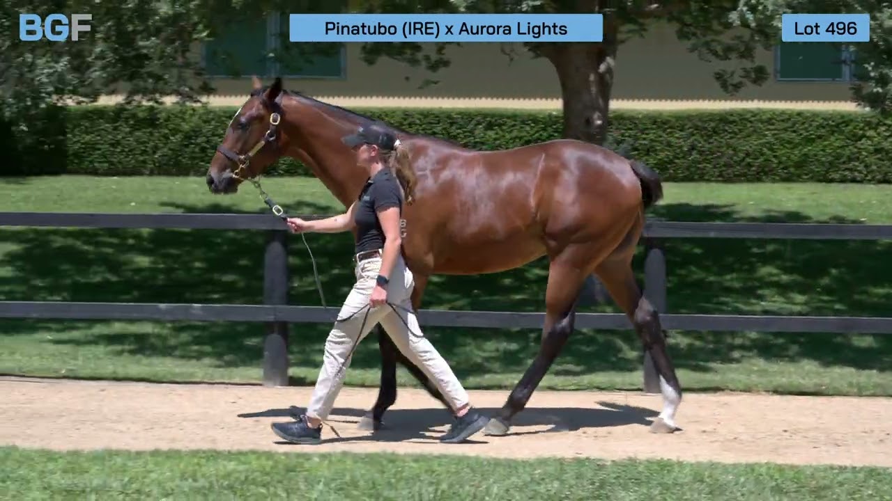 Lot 496 - Pinatubo x Aurora Lights colt - 2026 Inglis Premier Yearling Sale 