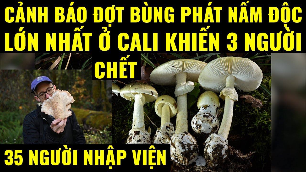 Cuộc sống ở Mỹ.Cảnh báo đợt bùng phát nấm độc lớn nhất ở Cali khiến 3 người chết, 35 người nhập viện
