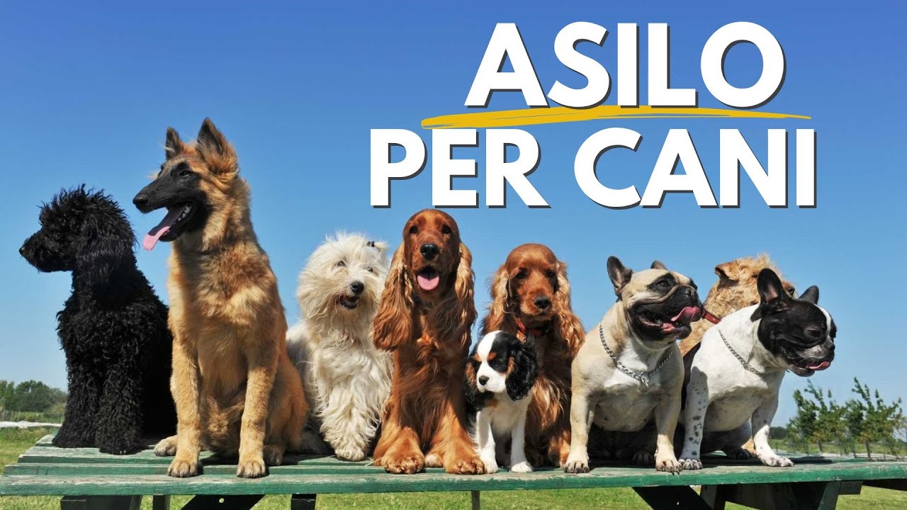 Come scegliere un asilo per cani?