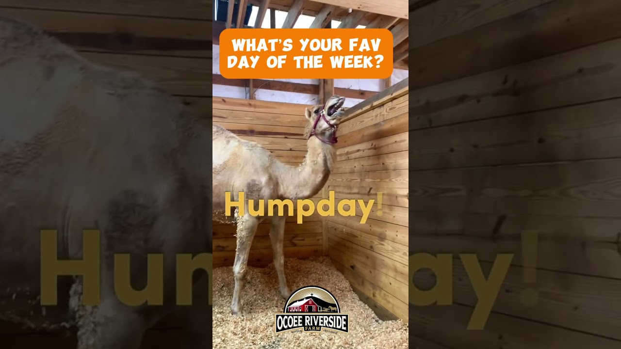 Book a ride on a camel!                                       #camel  #farm #desertanimals #funny