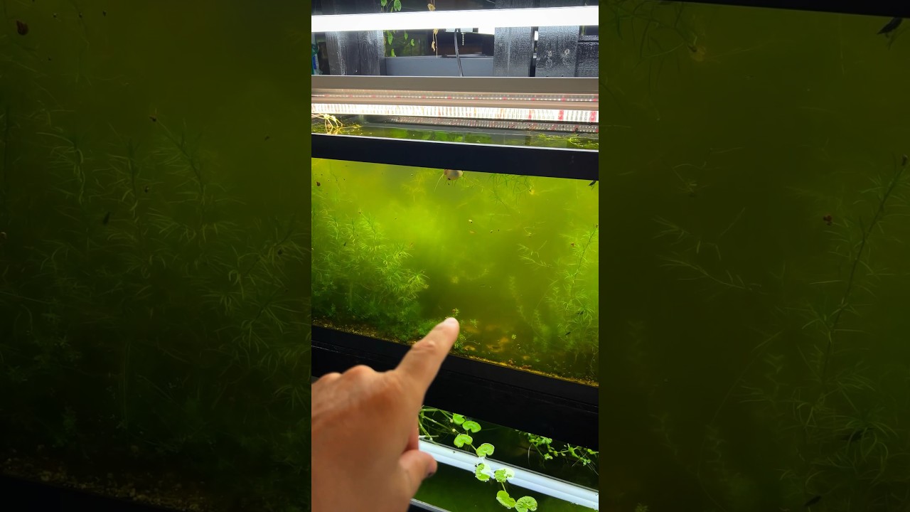#howto #make #greenwater for #aquarium #fishhobby #fishbreeding #fishbreeder