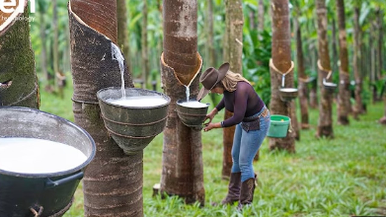 How Natural Rubber Is Made – Massive Rubber Farm in Asiadetail.#RubberProduction #NaturalRubber