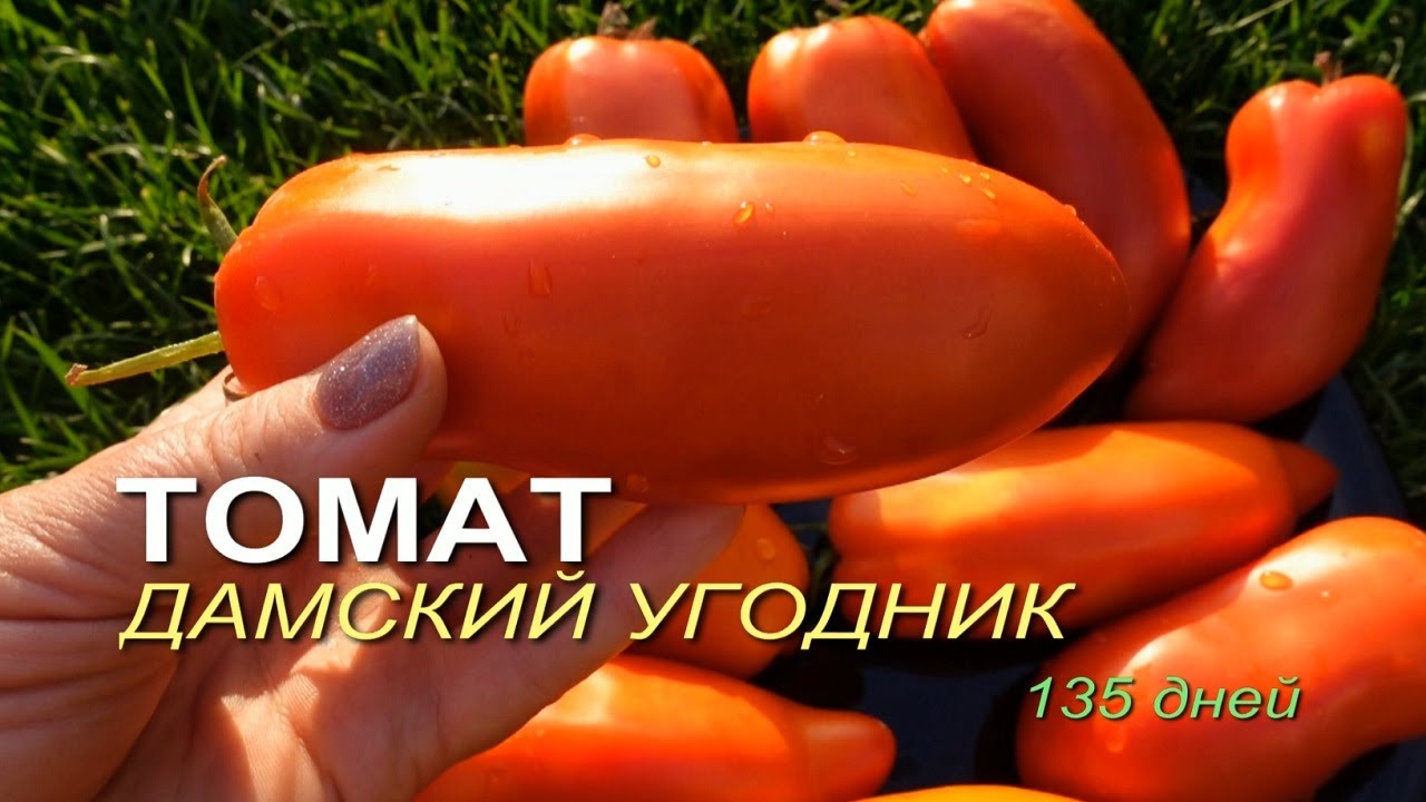 Томату ДАМСКИЙ УГОДНИК 135 дней! Обзор сортов ТОМАТОВ!